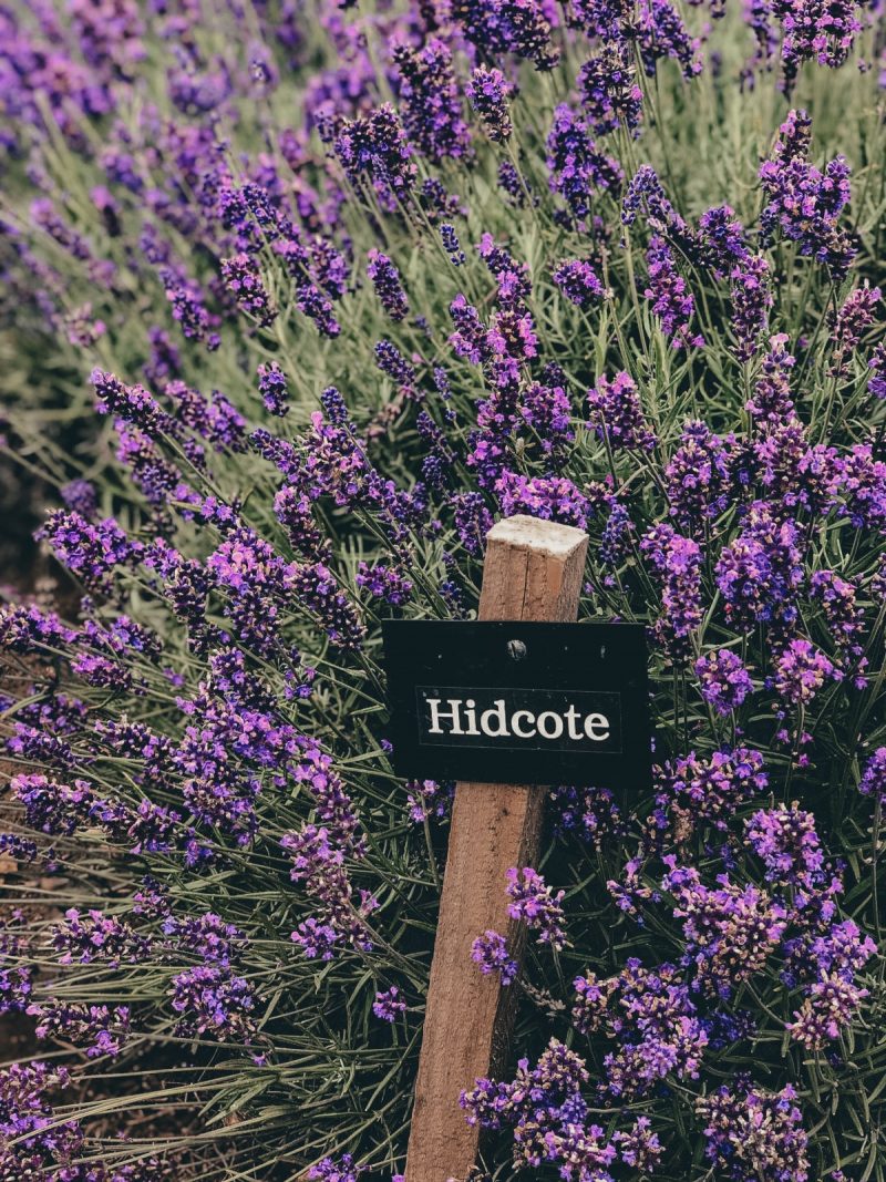 COTSWOLD&#039;S LAVENDER FIELDS