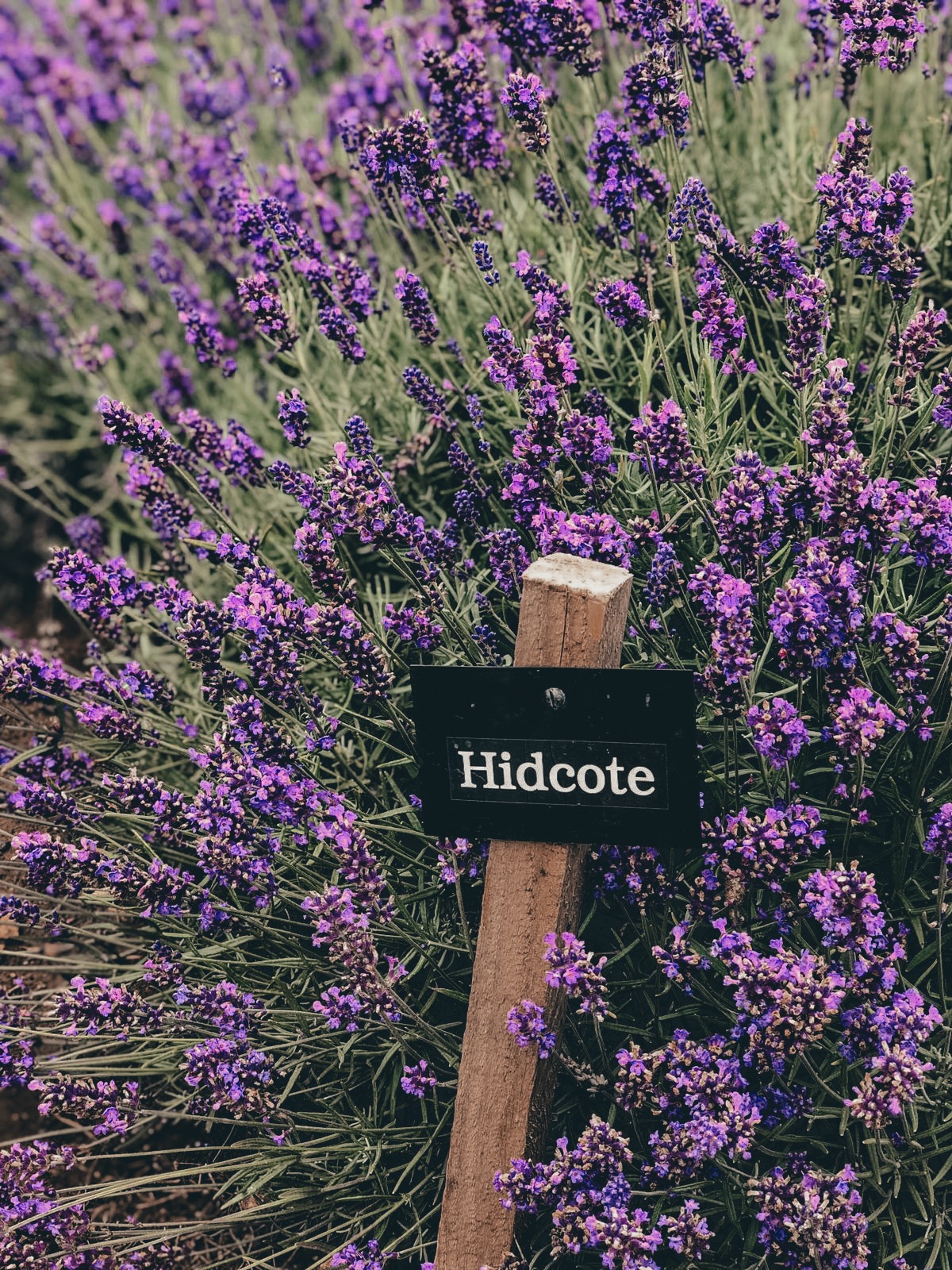 COTSWOLD'S LAVENDER FIELDS