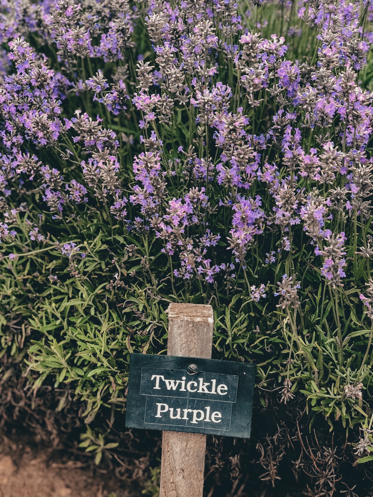 COTSWOLD'S LAVENDER FIELDS