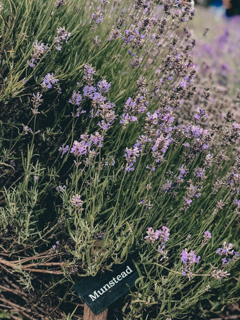 COTSWOLD'S LAVENDER FIELDS