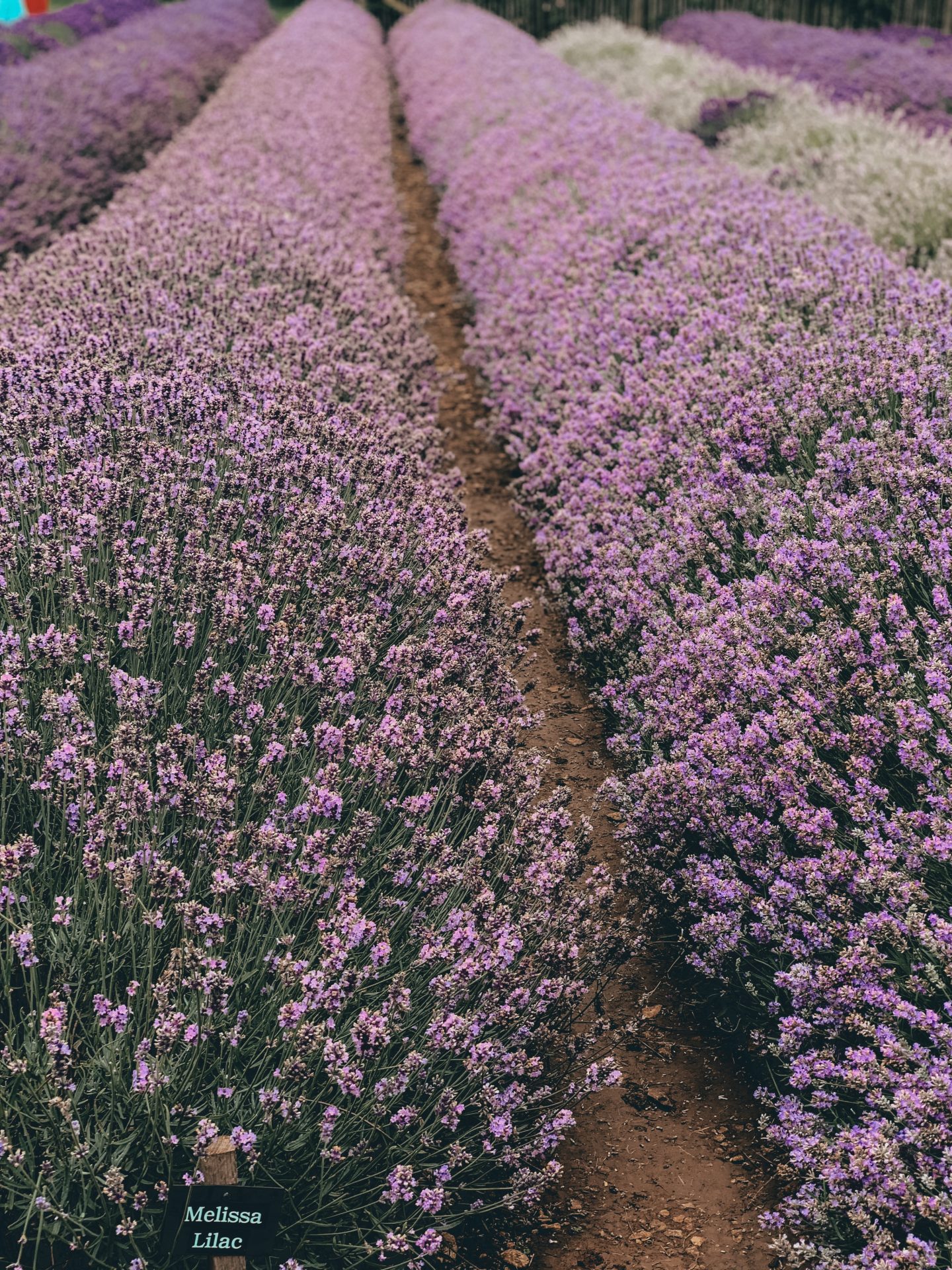 COTSWOLD'S LAVENDER FIELDS