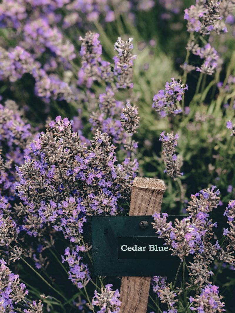 COTSWOLD&#039;S LAVENDER FIELDS