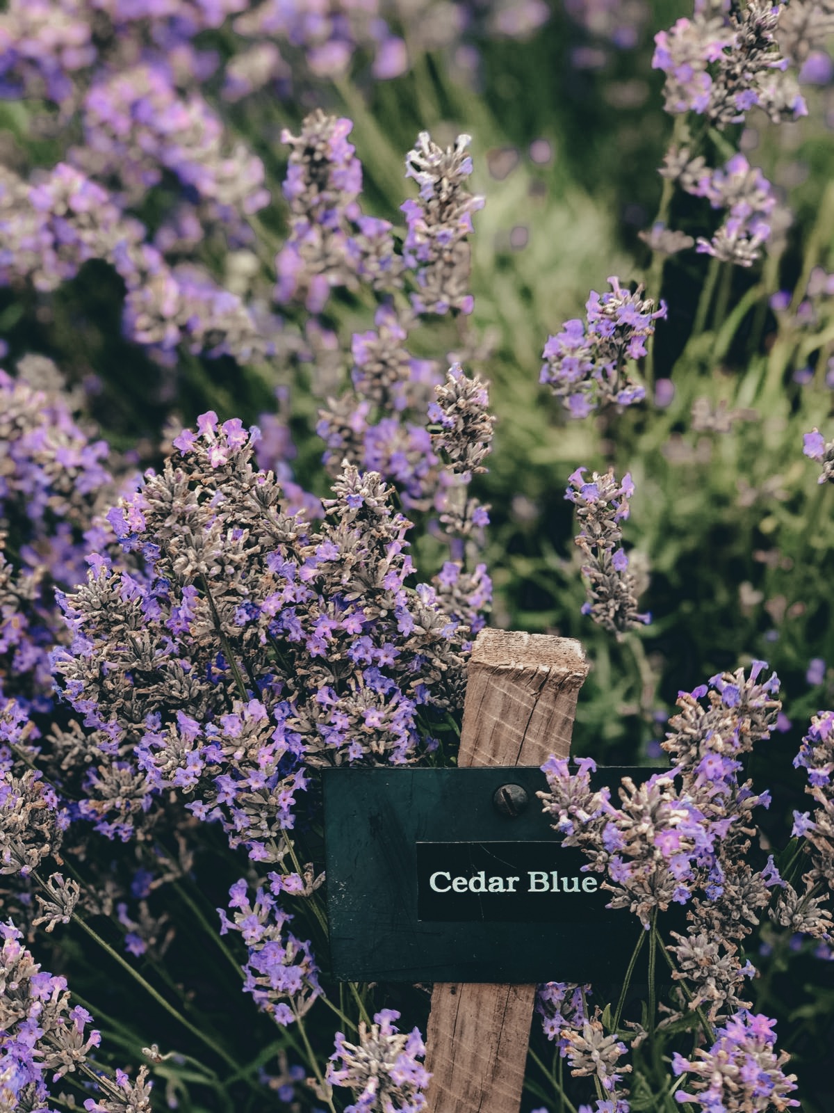 COTSWOLD'S LAVENDER FIELDS