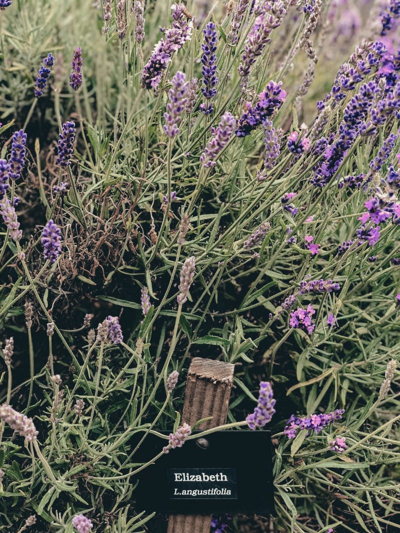 COTSWOLD'S LAVENDER FIELDS