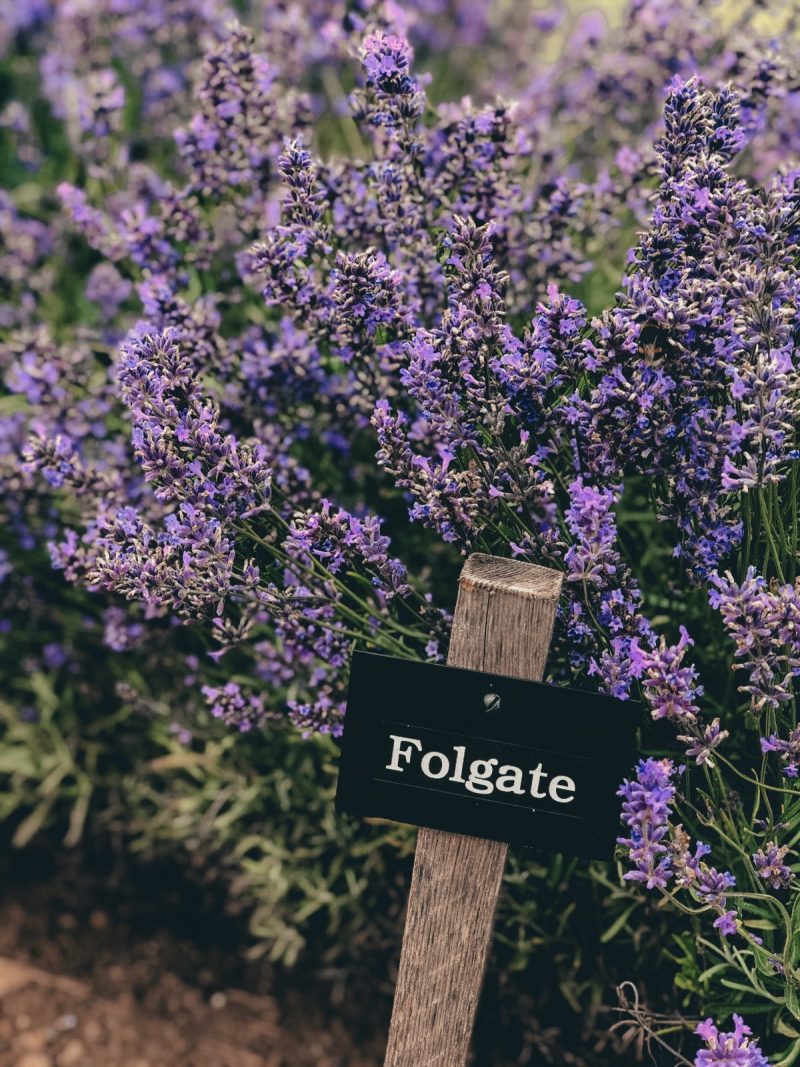 COTSWOLD&#039;S LAVENDER FIELDS