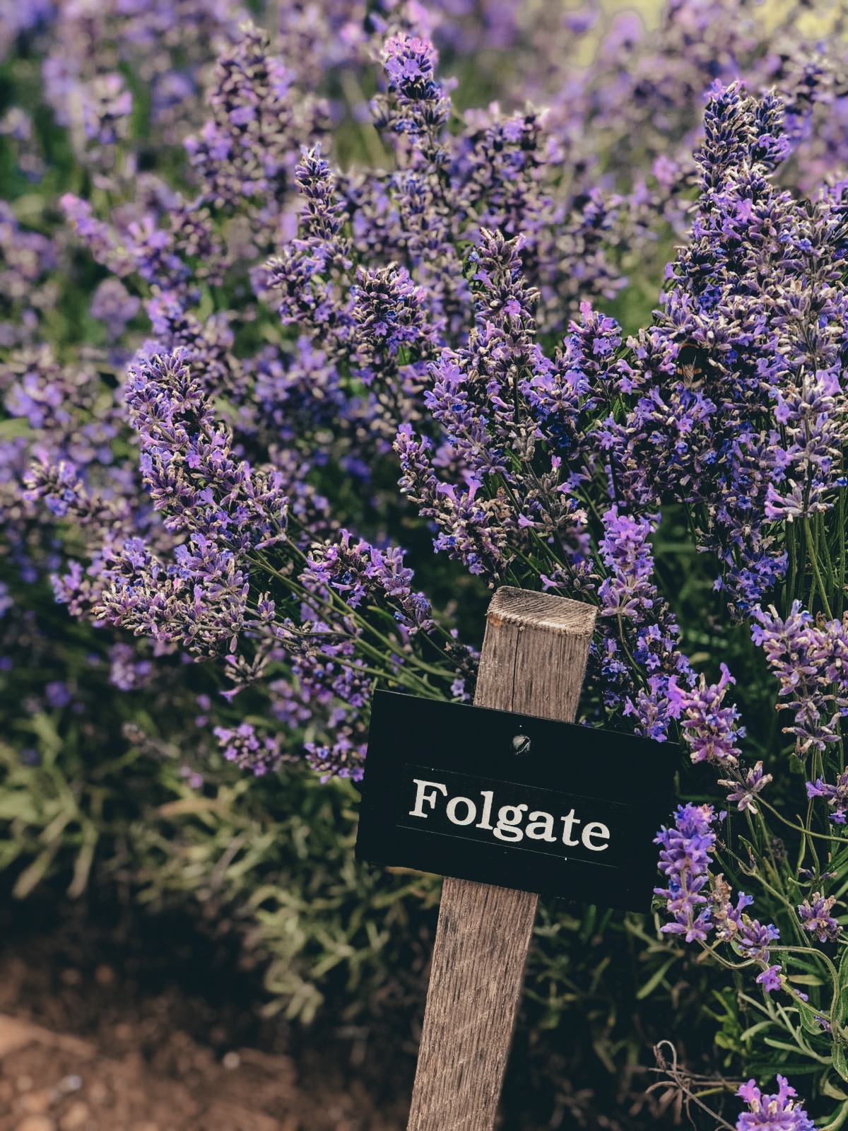 COTSWOLD'S LAVENDER FIELDS