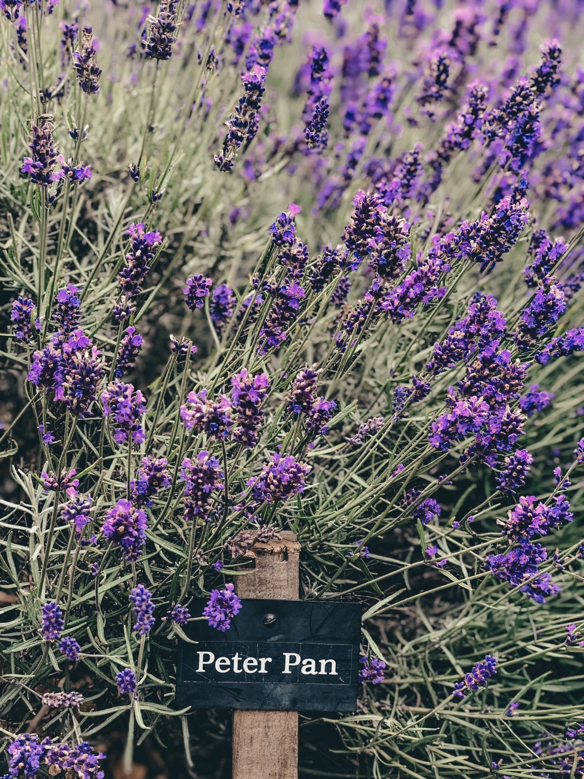 COTSWOLD'S LAVENDER FIELDS