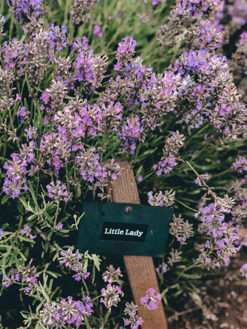 COTSWOLD'S LAVENDER FIELDS