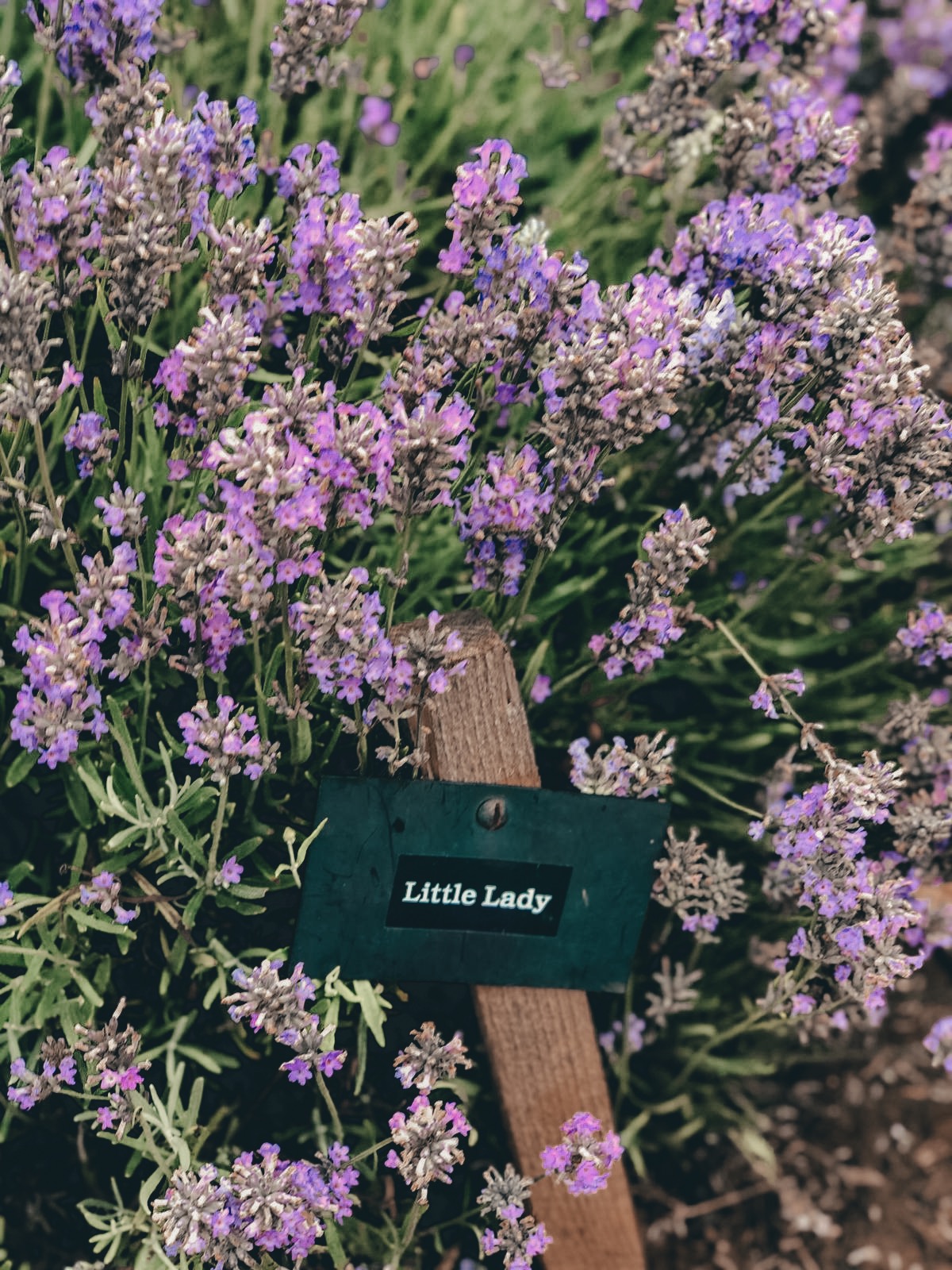 COTSWOLD'S LAVENDER FIELDS