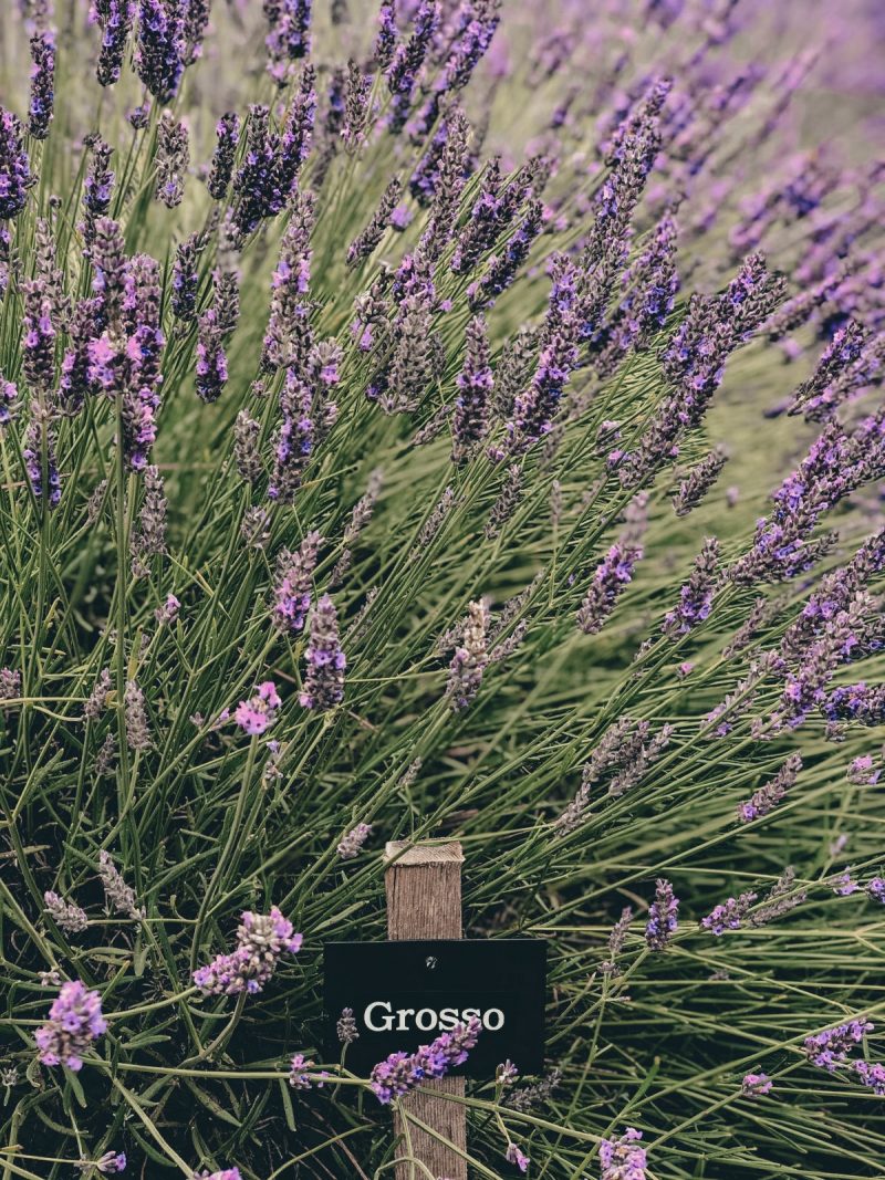 COTSWOLD&#039;S LAVENDER FIELDS