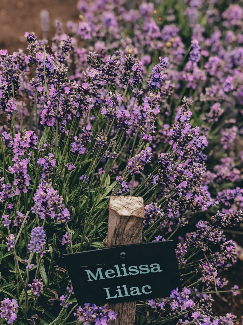 COTSWOLD&#039;S LAVENDER FIELDS