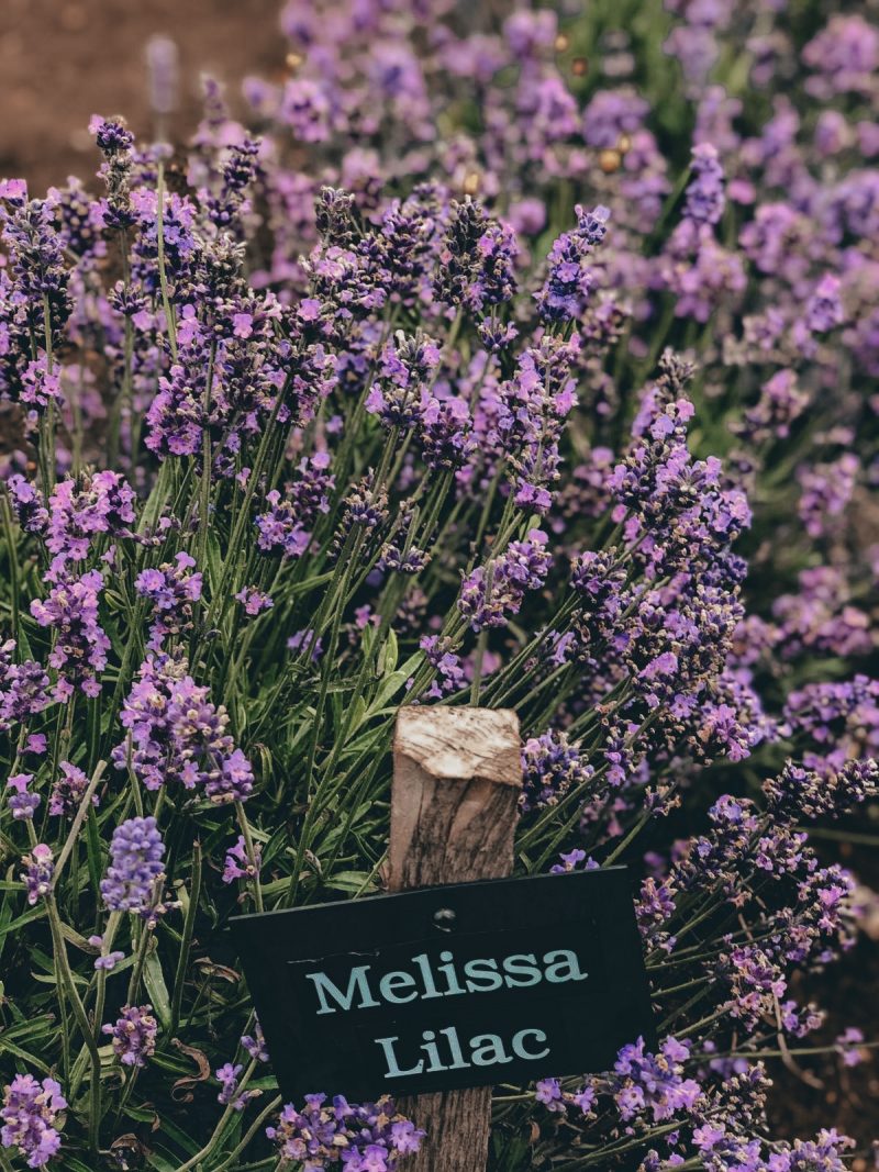 COTSWOLD'S LAVENDER FIELDS