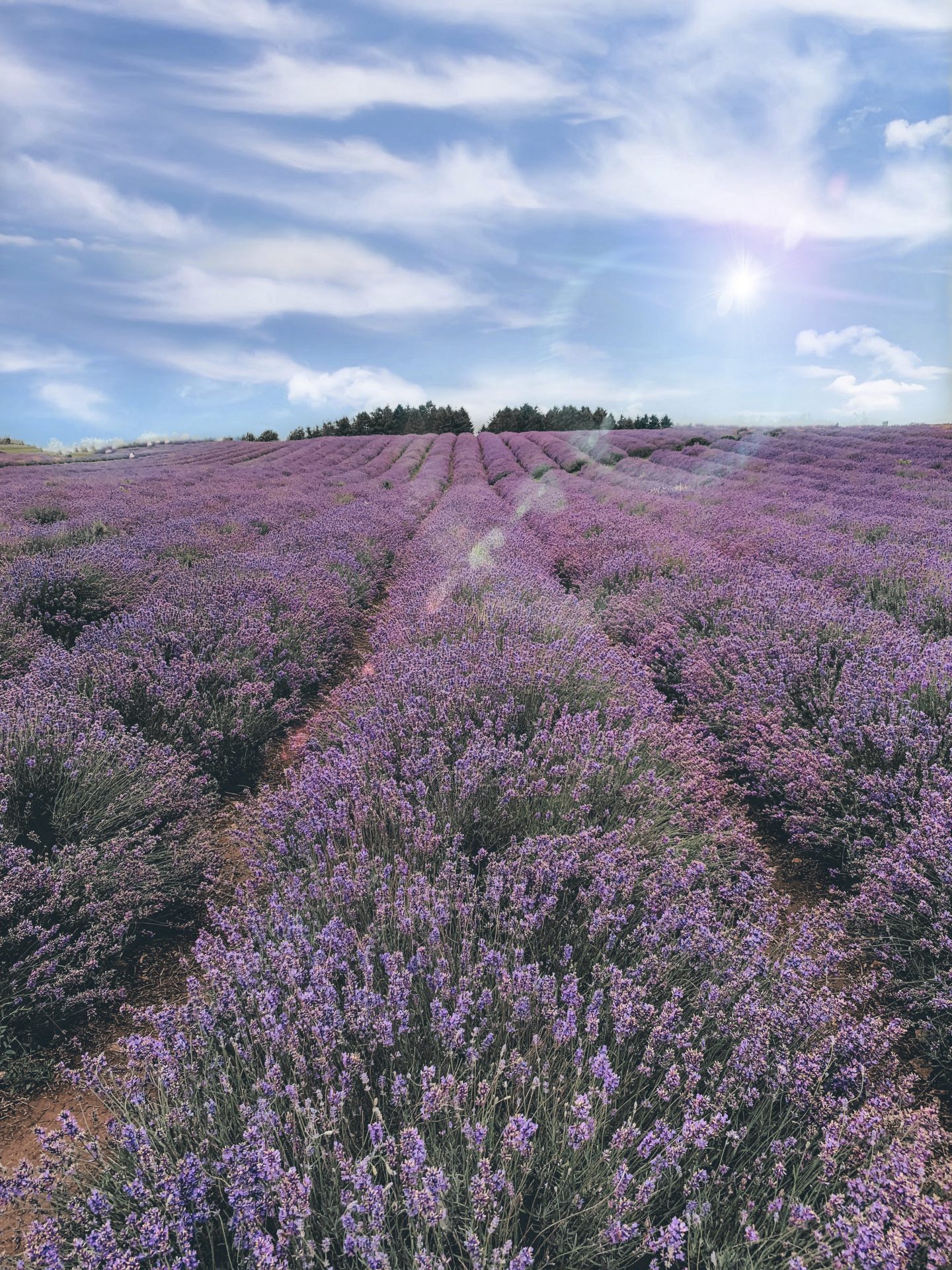 COTSWOLD'S LAVENDER FIELDS