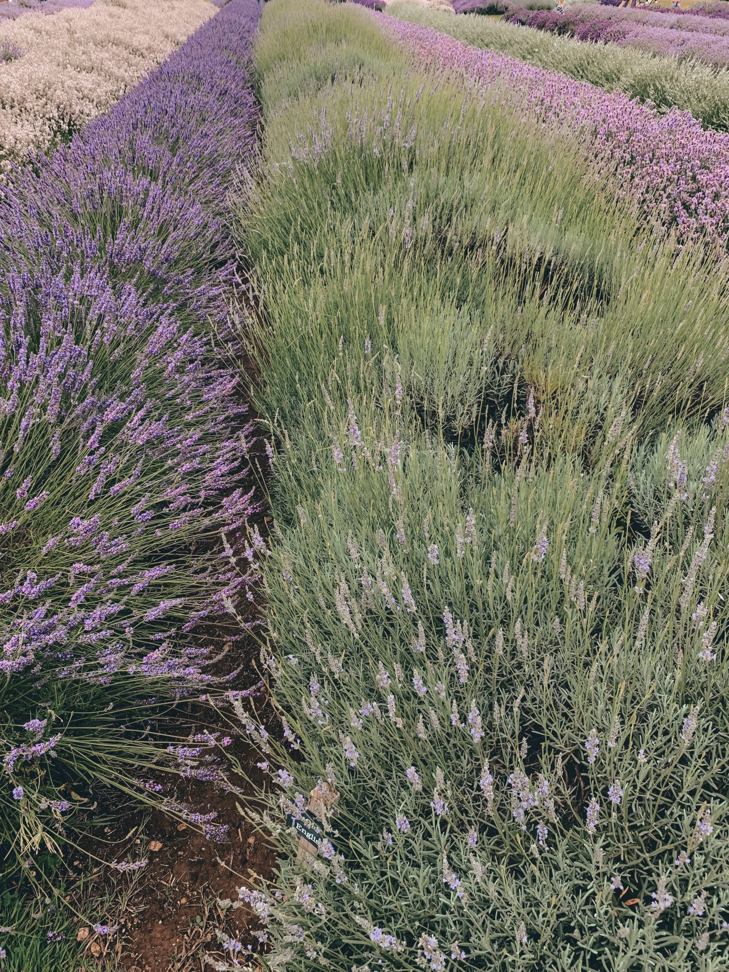 COTSWOLD'S LAVENDER FIELDS