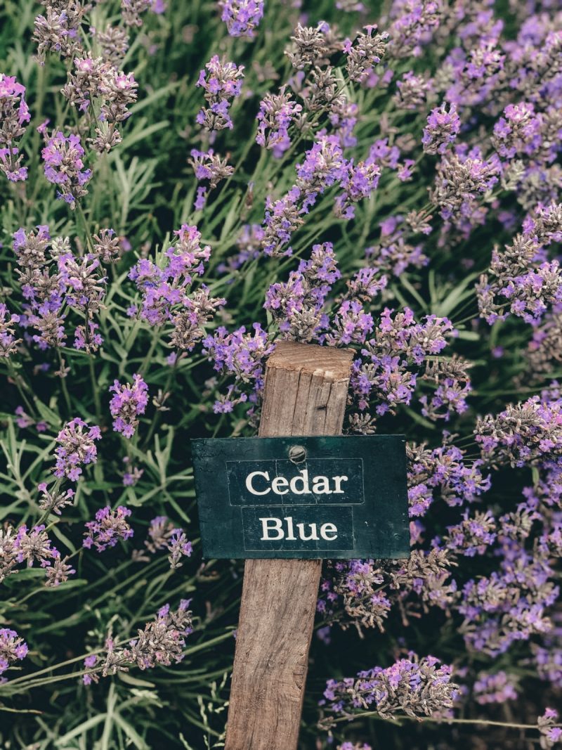 COTSWOLD'S LAVENDER FIELDS