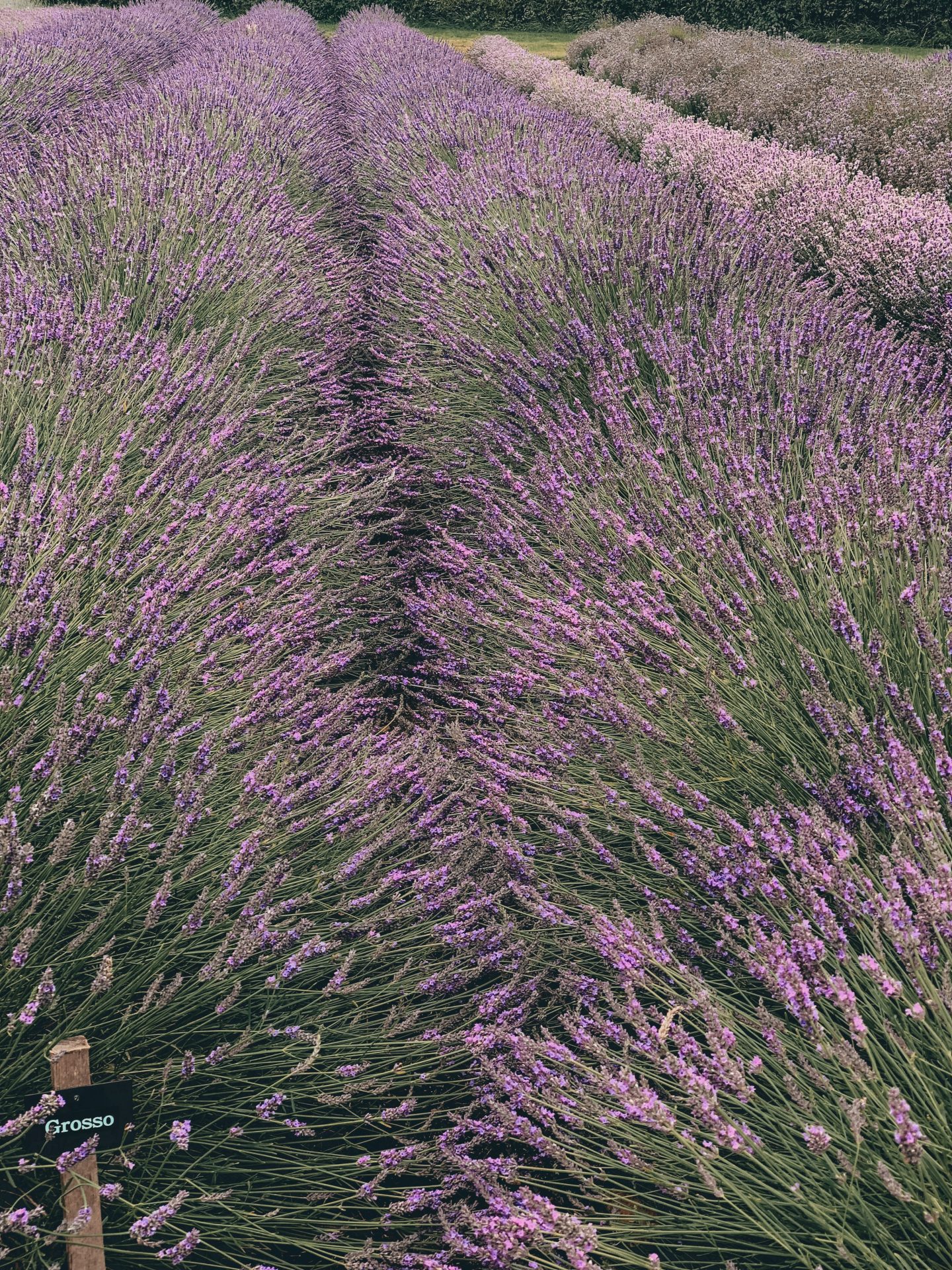 COTSWOLD'S LAVENDER FIELDS