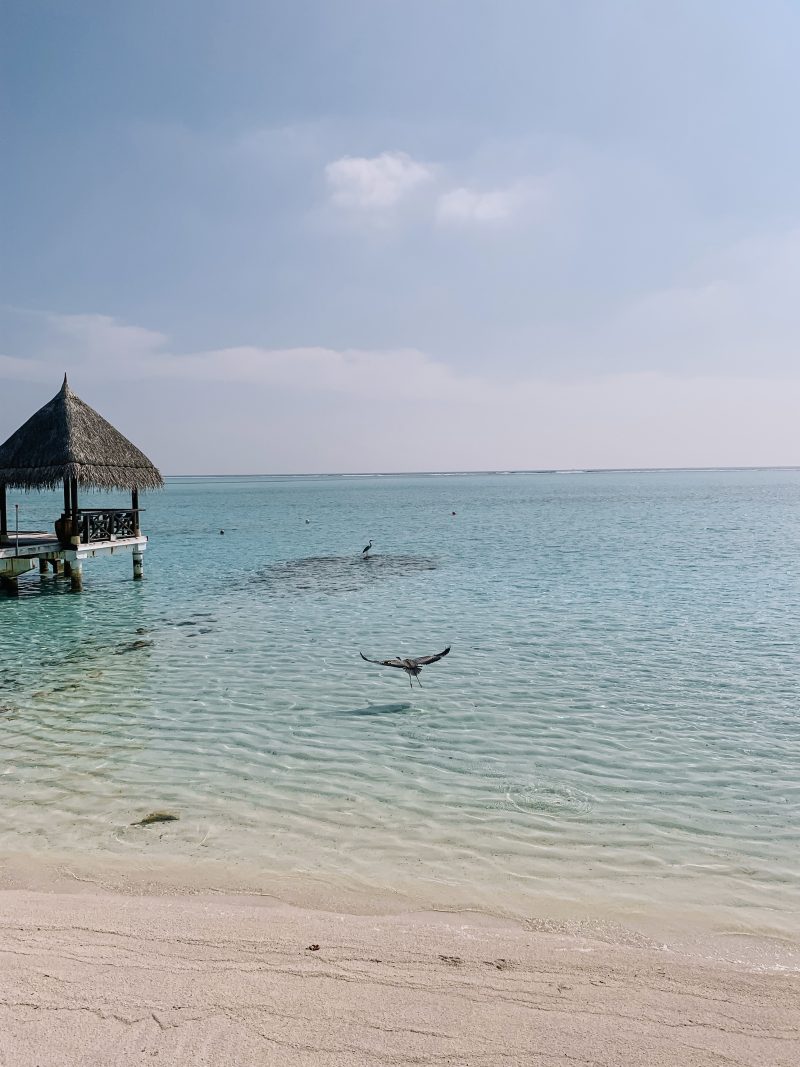 Taj Exotica Resort & SPA, the Maldives, Lagoon Villas