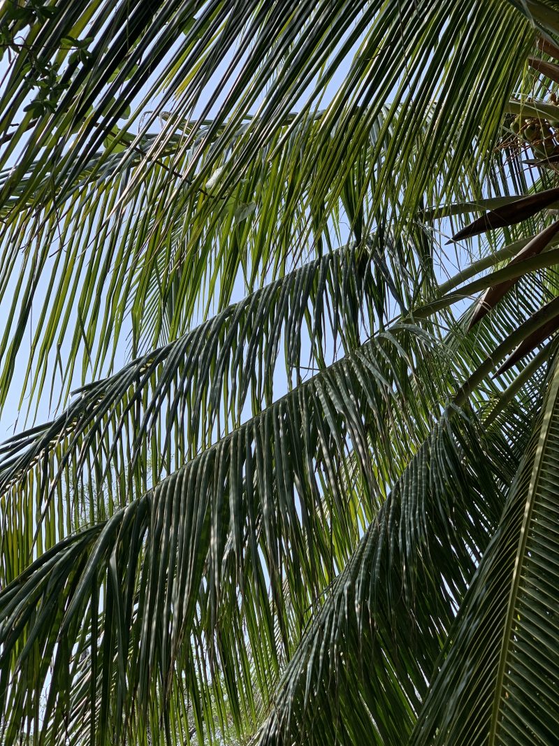 Taj Exotica Resort &amp; SPA, the Maldives