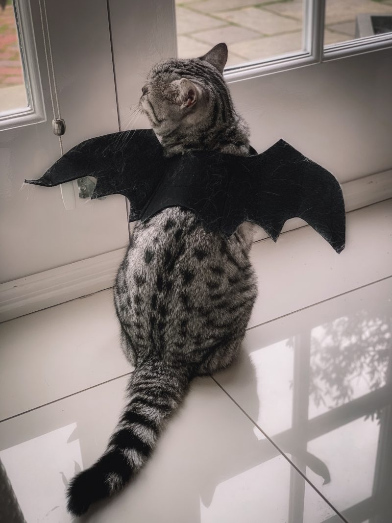 Halloween party, decorations and costume ideas