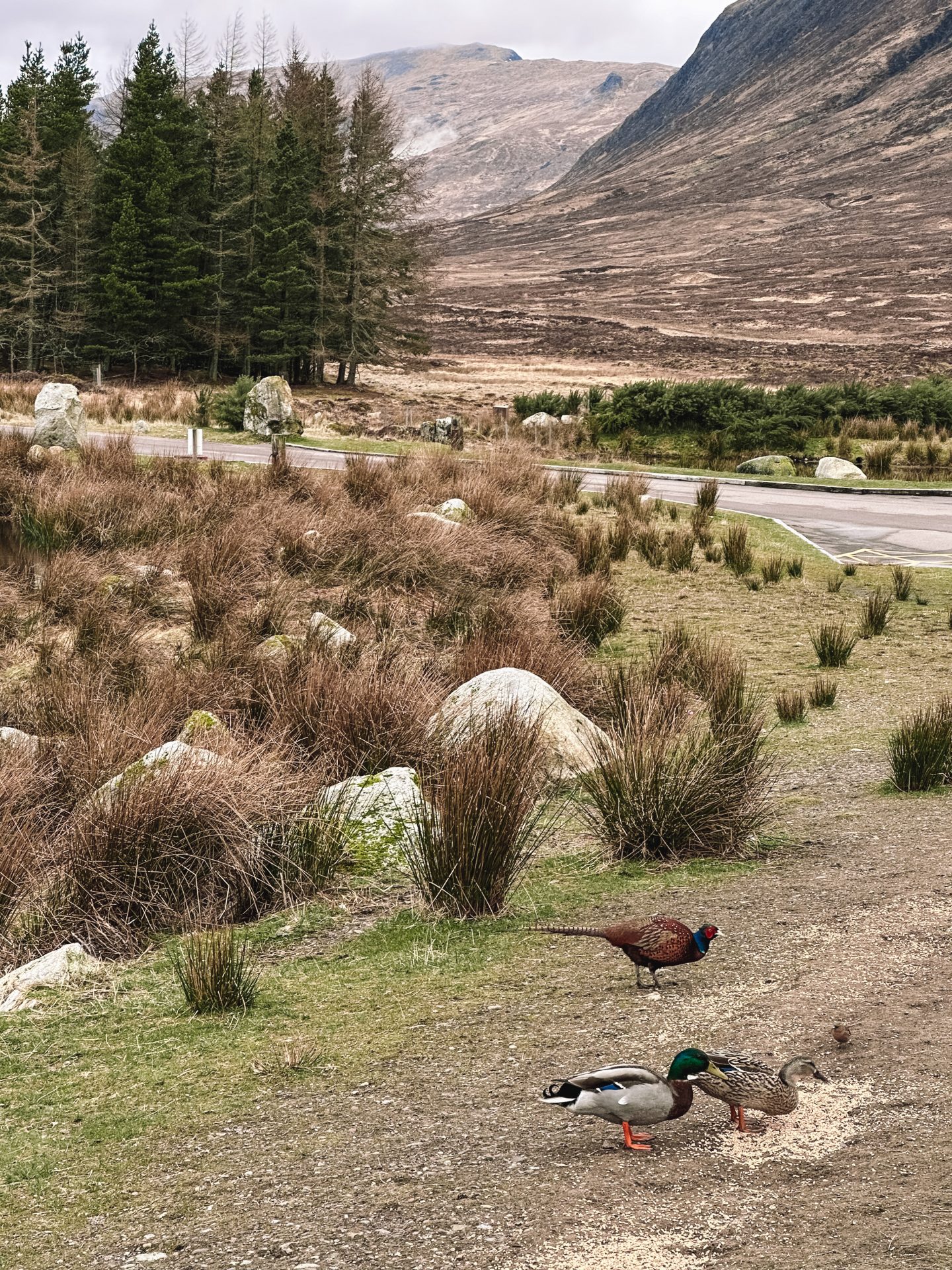 Glencoe