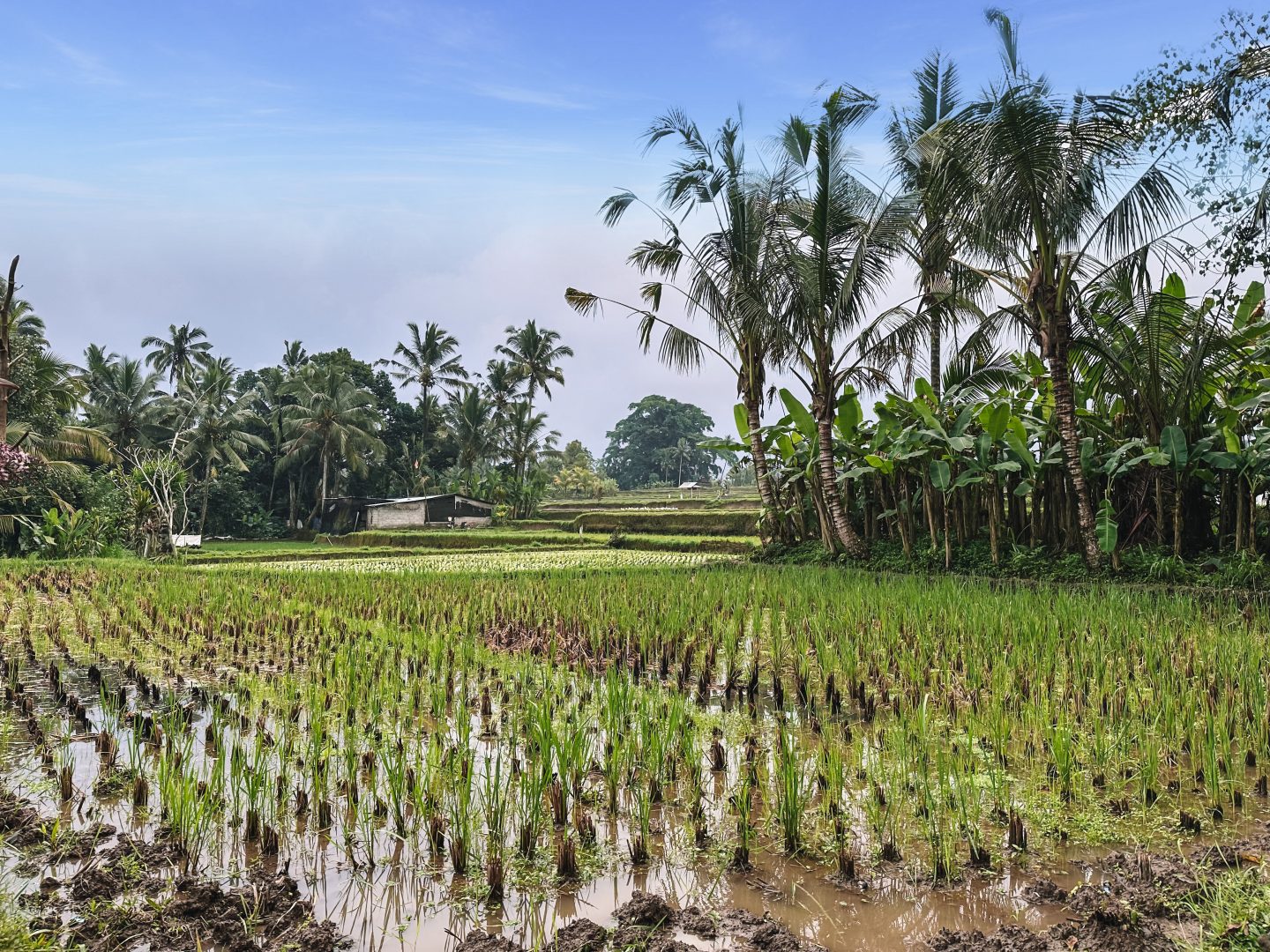 Rice fields, Bali, Indonesia