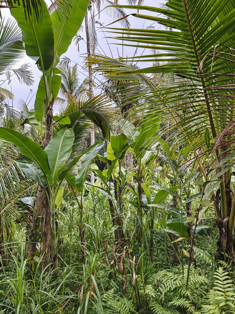 Bali Jungle trekking