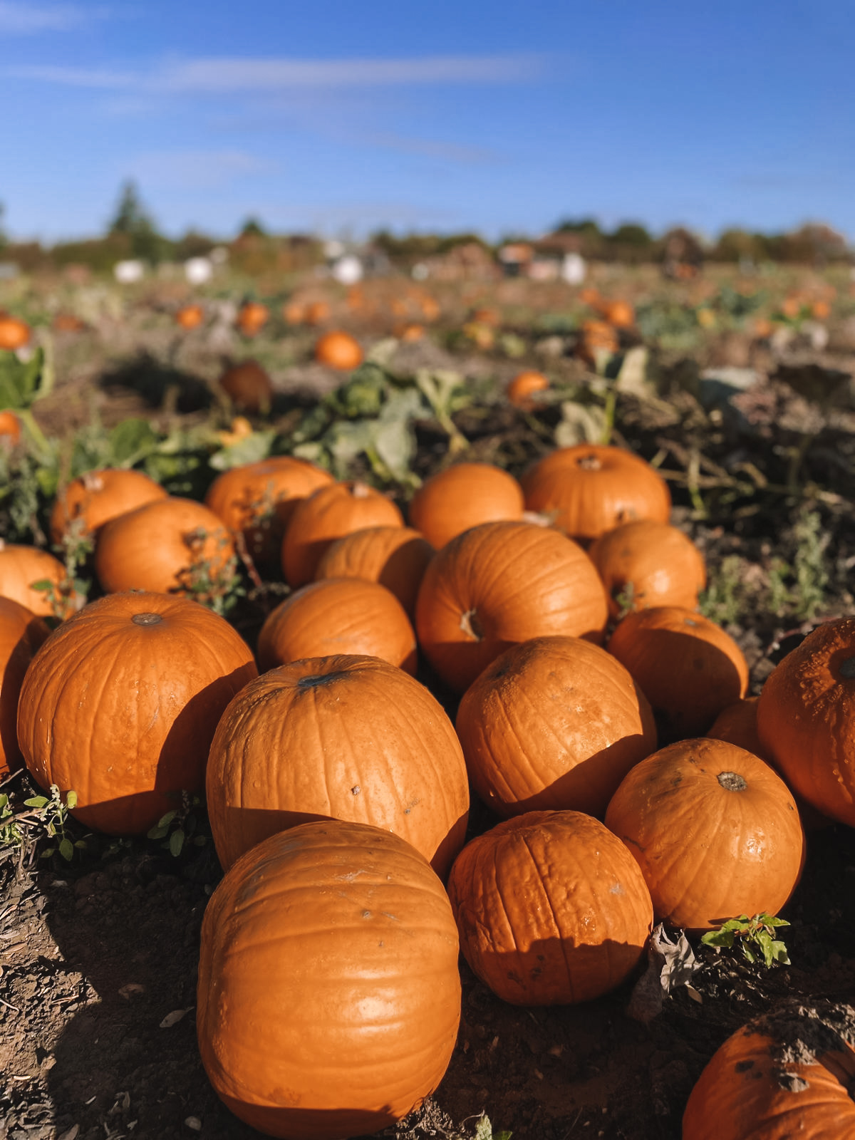 Halloween, Corn Mazes and Pumpkin Patches