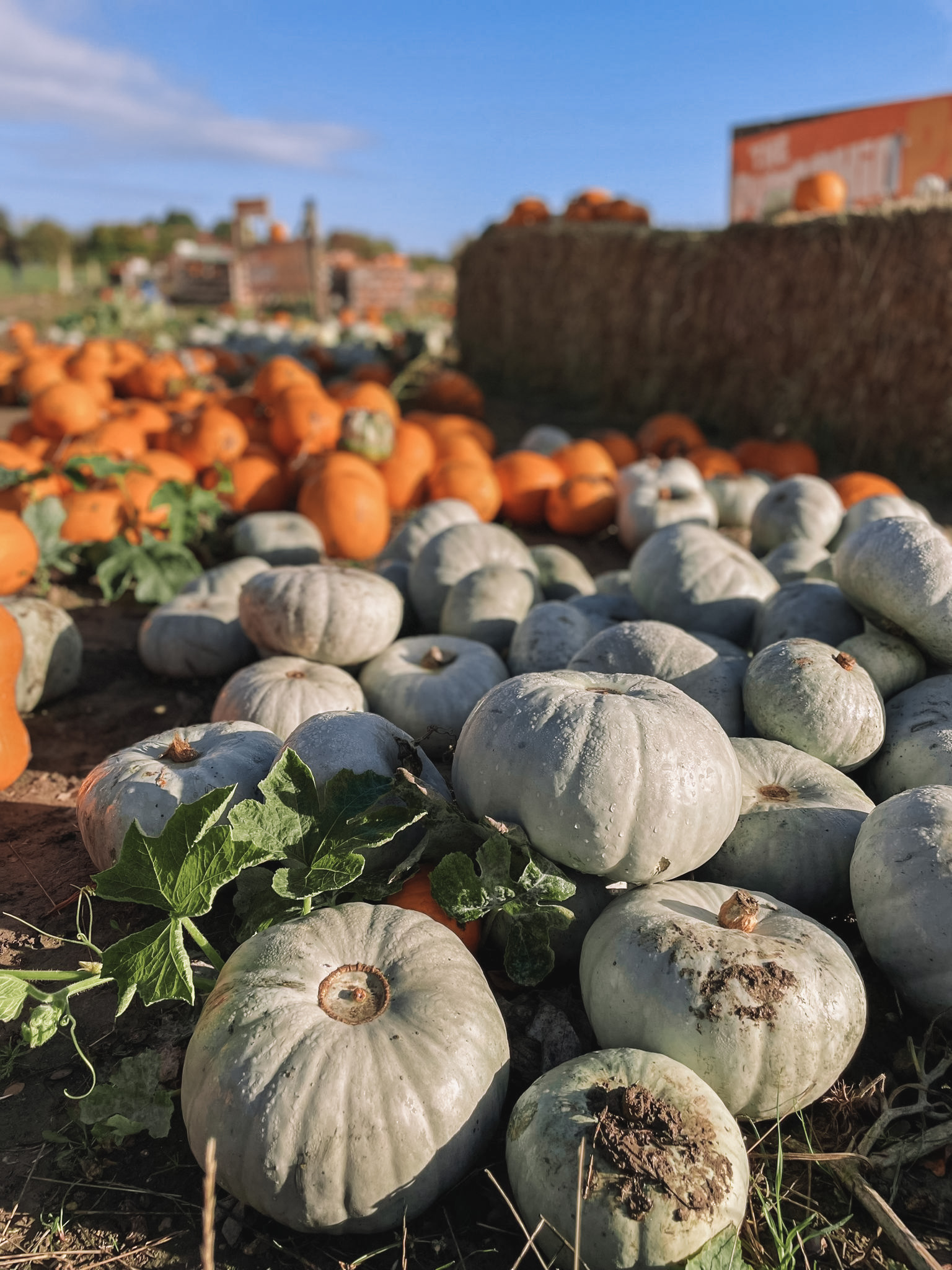 Halloween, Corn Mazes and Pumpkin Patches