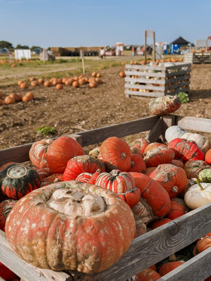 Foxes Farm Producer, pumpkin patch, Autumn, Halloween fun