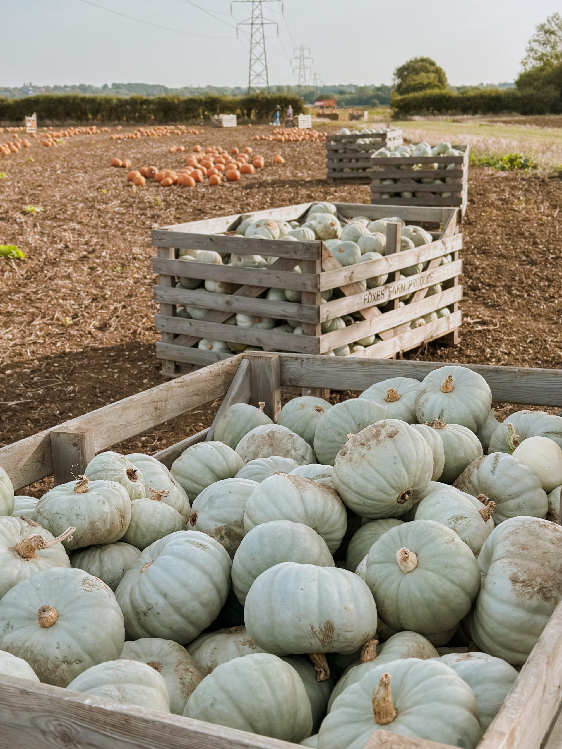 Foxes Farm Producer, pumpkin patch, Autumn, Halloween fun