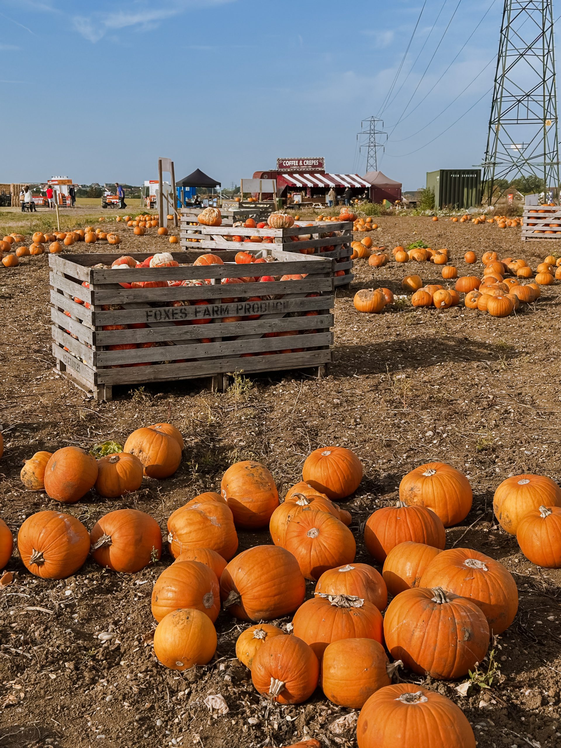 Foxes Farm Producer, pumpkin patch, Autumn, Halloween fun